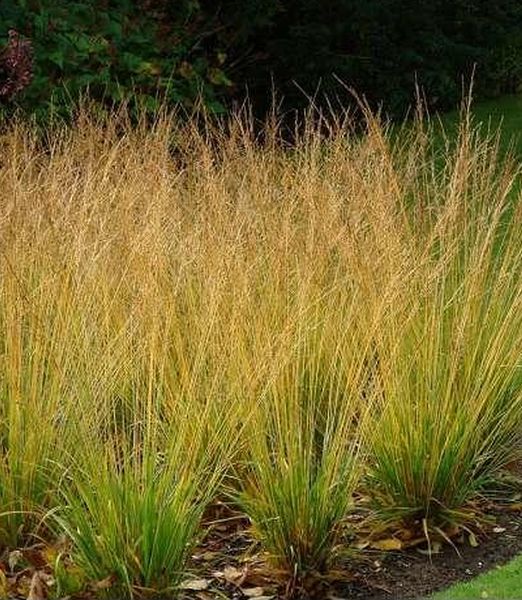 Molinia caerulea 'Paul Peterson'